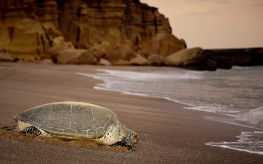 From Muscat: 4-Day Oman Highlights Tour - Key points to know before booking