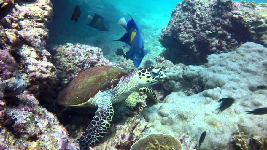 From Muscat: Dimaniyat Islands Snorkeling Tour - Lunch, drinks, and the six-hour schedule