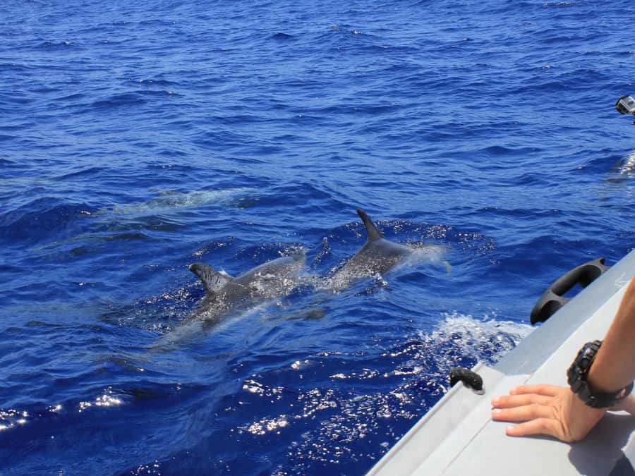 From Muscat: Discover Dolphins Day Trip - Key points to know before booking