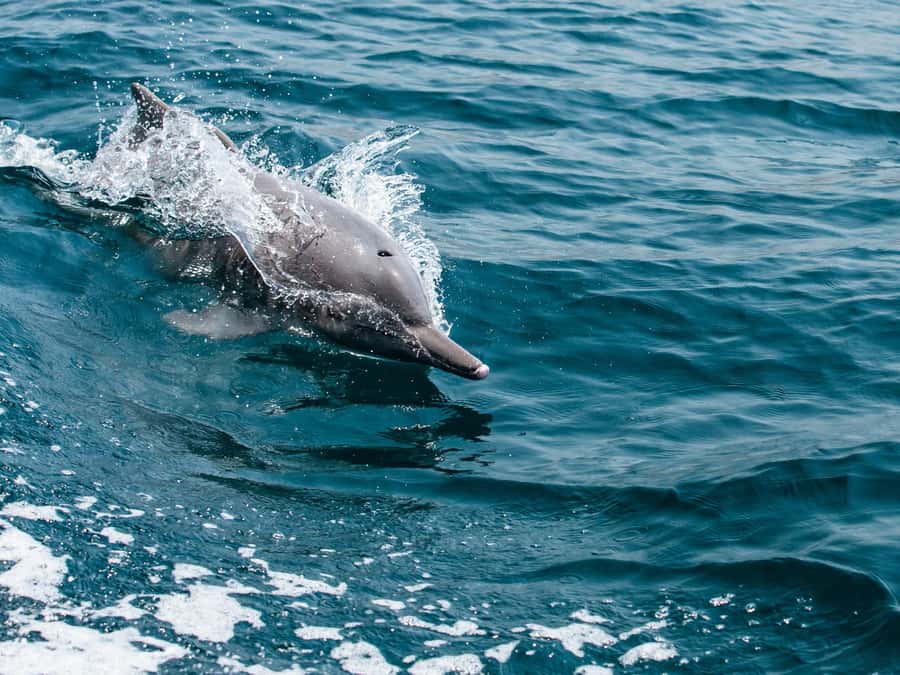 From Muscat: Discover Dolphins Day Trip - What dolphin behavior you might see