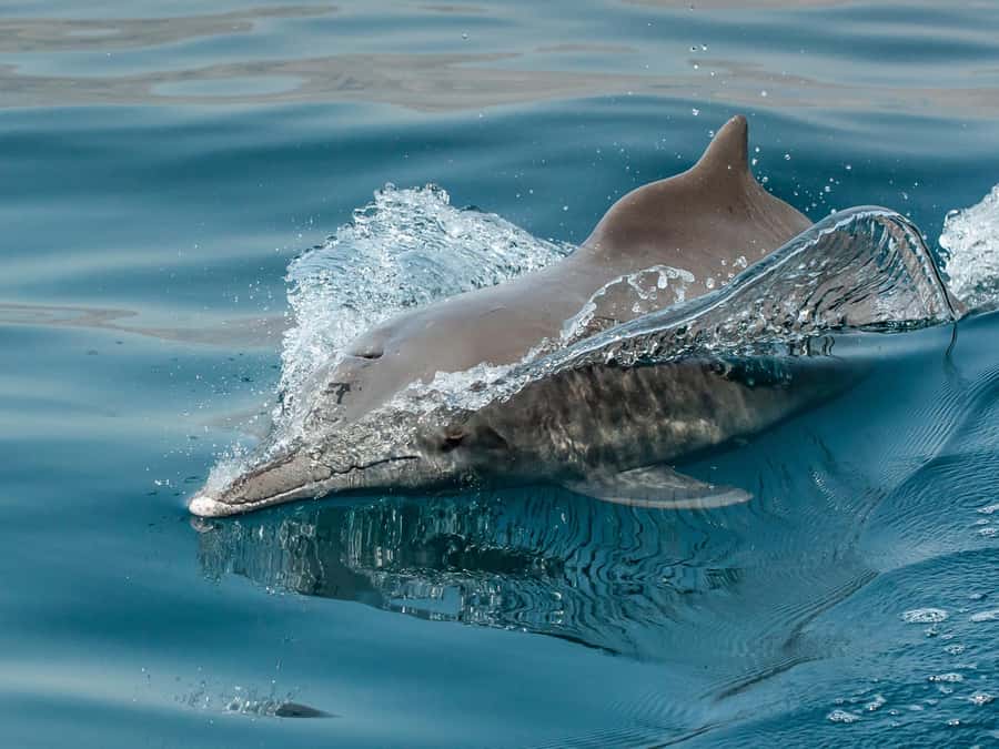 From Muscat: Discover Dolphins Day Trip - Who will enjoy this boat trip most