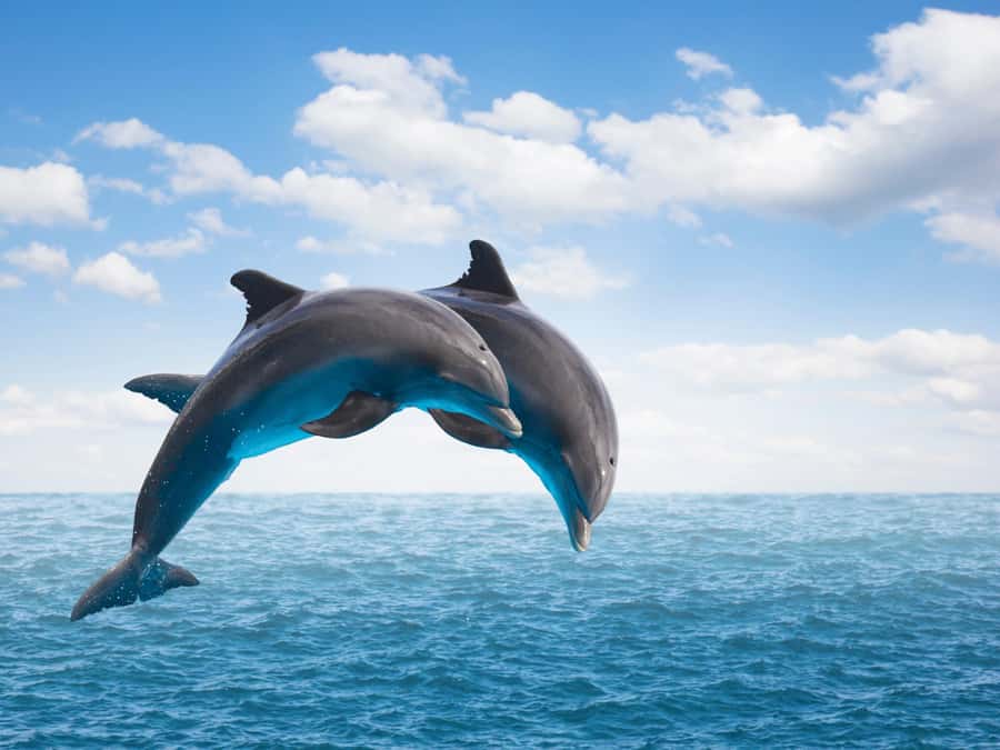 From Muscat: Discover Dolphins Day Trip - Two hours on the water