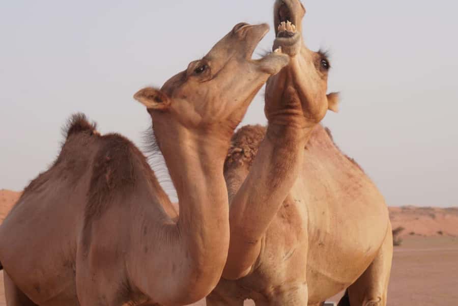 From Muscat: Full Day to Wahiba Sands and Wadi Bani Khalid - Key points to know before booking