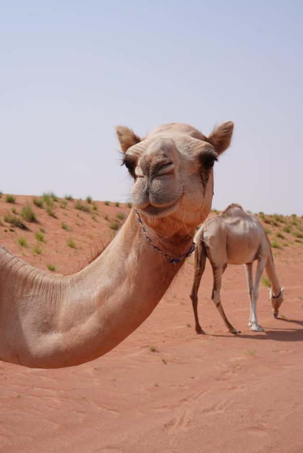 From Muscat: Full Day to Wahiba Sands and Wadi Bani Khalid - Why combine Wadi Bani Khalid and Wahiba Sands?