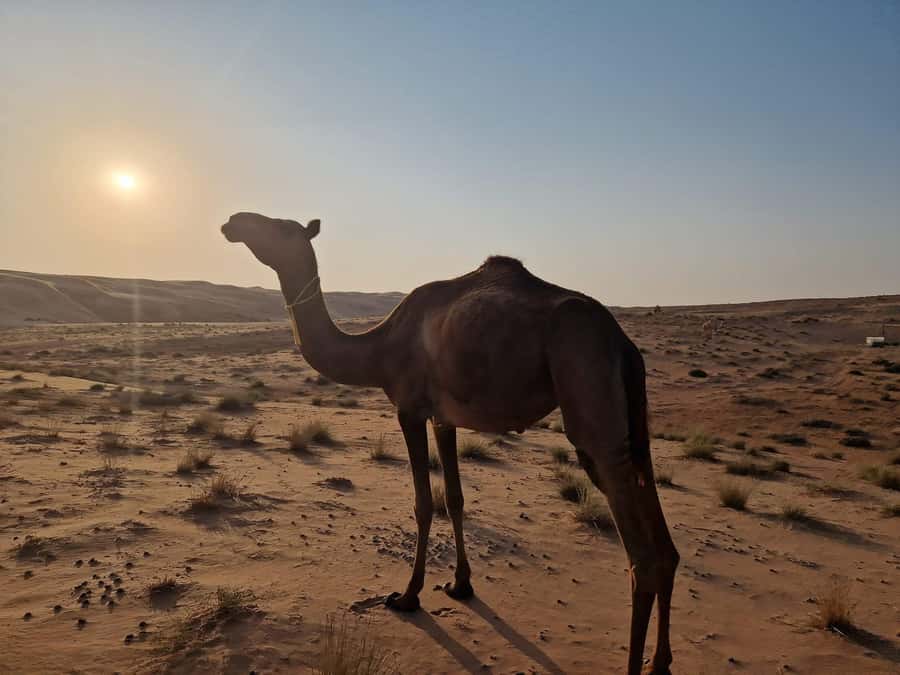 From Muscat: Full Day to Wahiba Sands and Wadi Bani Khalid - Should you book this Muscat day trip?
