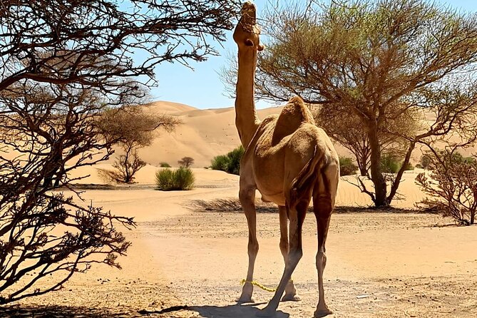 From Muscat: Wadi Hawar and Wahiba Sands Desert Tour - Coffee, dates, and a Bedouin house
