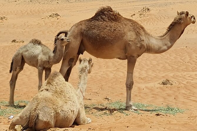 From Muscat: Wadi Hawar and Wahiba Sands Desert Tour - Who will enjoy this day most?