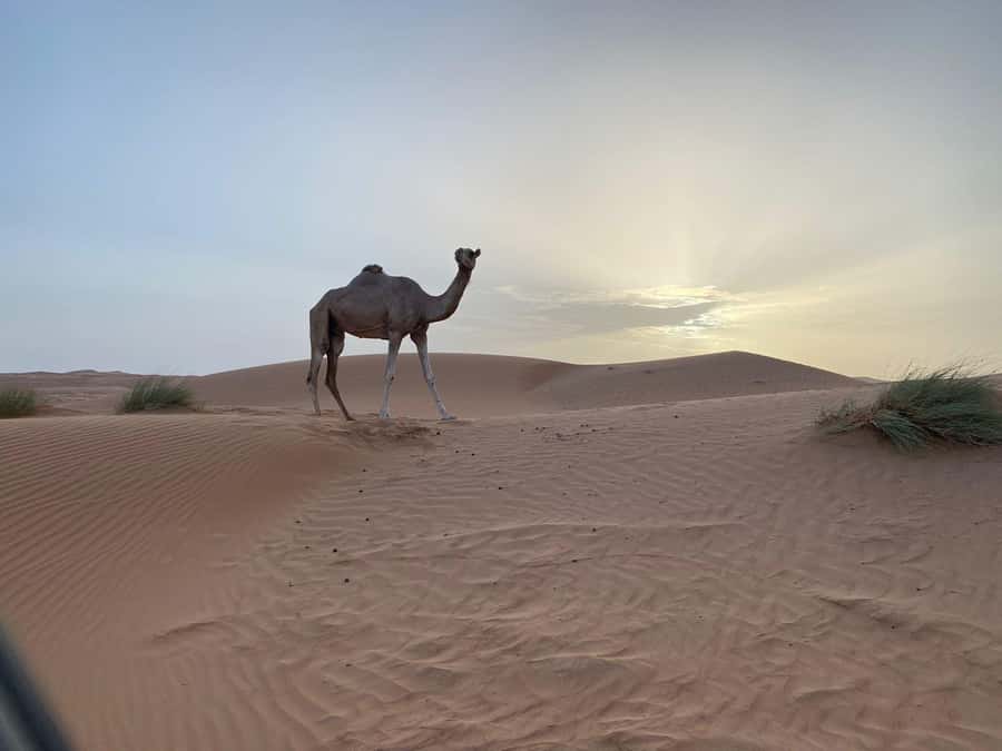 From Muscat: Wahiba Sands Sunset with Desert Camp Dinner - Key points to know before you go
