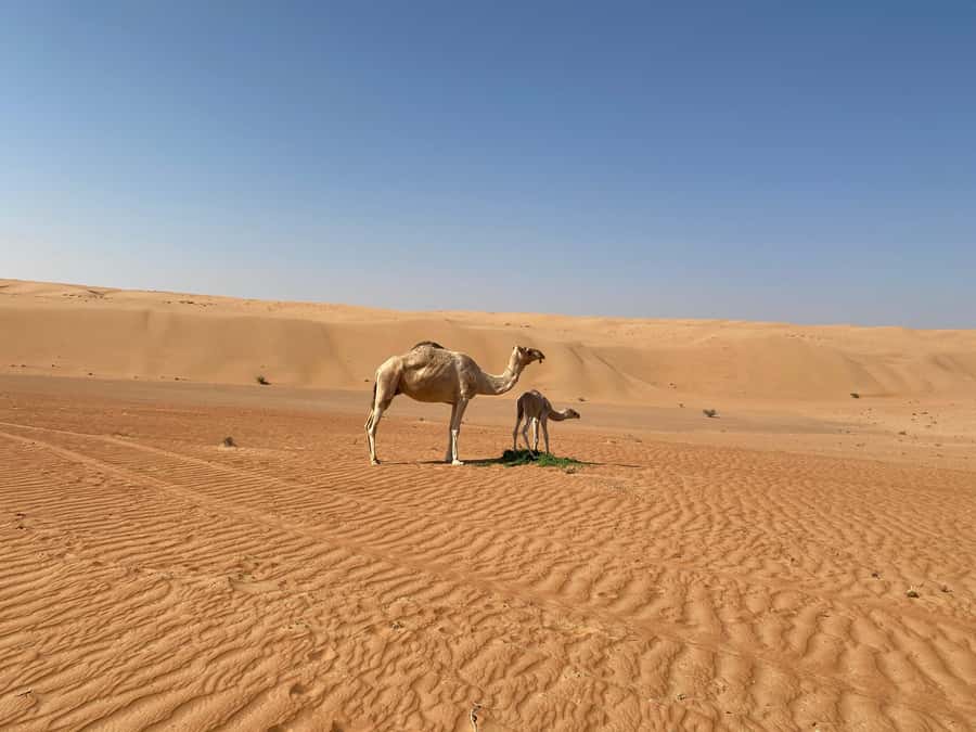 From Muscat: Wahiba Sands Sunset with Desert Camp Dinner - Taking a camel across the dunes