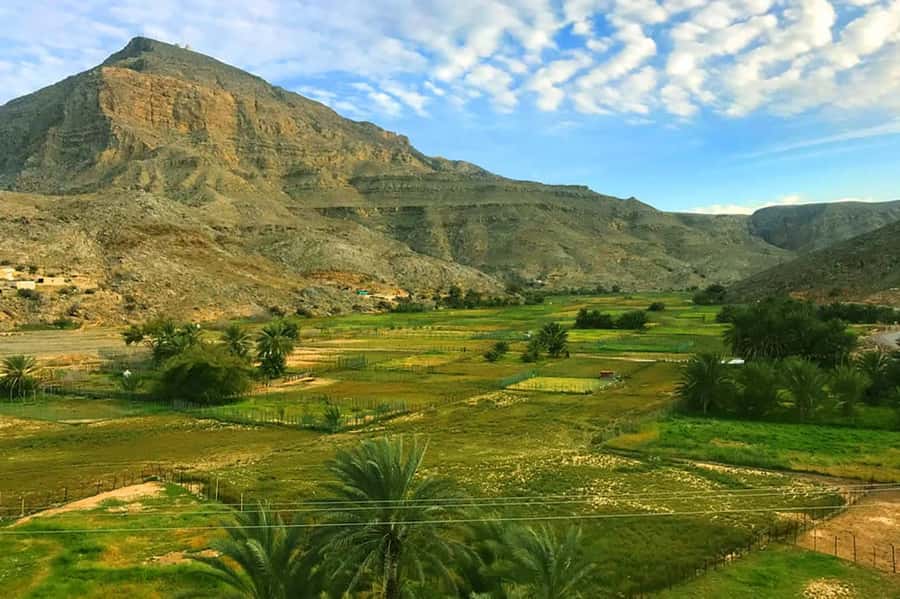From Ras Al Khaima : Dolphin Watching and Jabal Harim Safari - Dolphin watching in Khor Sham