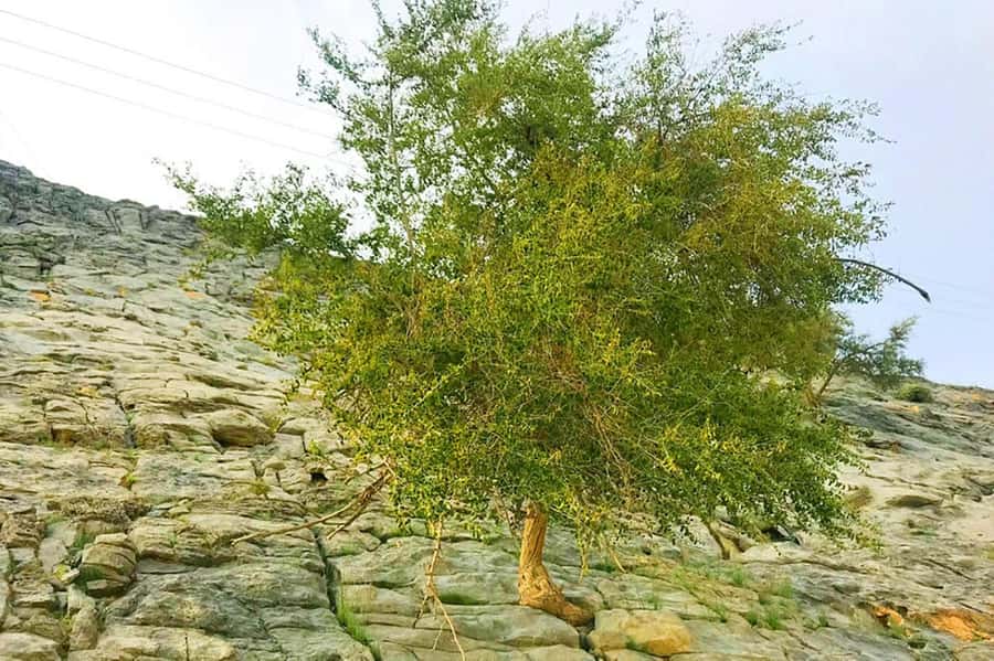 From Ras Al Khaima : Dolphin Watching and Jabal Harim Safari - Is $760 good value for up to four people?