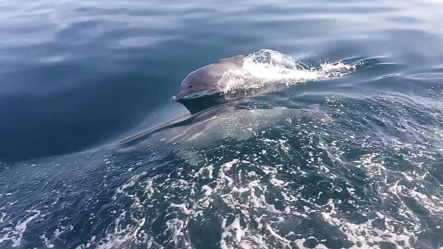 From UAE: Musandam Khasab Dolphin Watching Trip with Lunch - Meeting the crew at Khasab Port