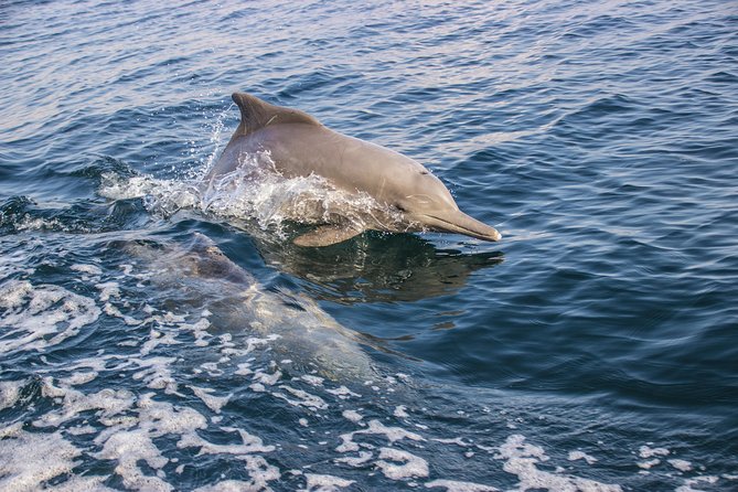 Full-Day Dhow Cruise in Khasab Musandam - Lunch, drinks, and the practical comforts