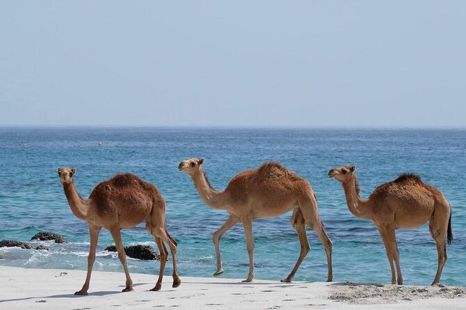 Full Day Guided Salalah a Combination of East and West tour - Taqah village, plateau, and beach