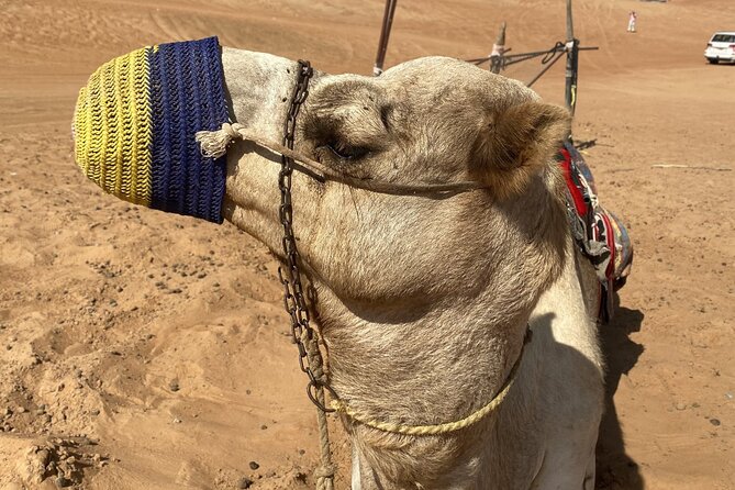Full-Day Private Tour of Wahiba Sands Desert and Wadi Bani Khalid - Is $179 per person good value?