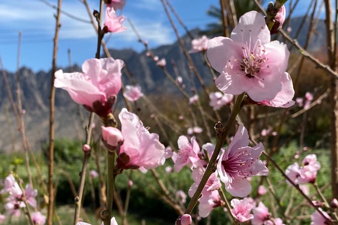 Full Day Tour from Wakan to Jebel Akhdar Trekking - What the $850 group price really means