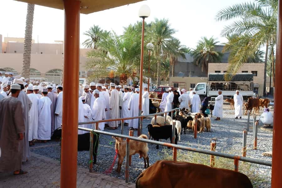 Full-Day Tour in Oman: Enchanting Forts of Nizwa and Jabreen - The Hajar Mountain drive sets the mood