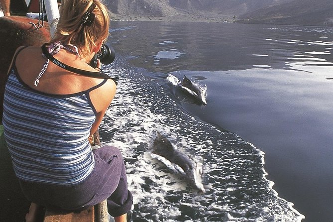 Half Day Dolphin Watching Musandam Dhow Cruise - Telegraph Island, Swimming, and Snorkeling