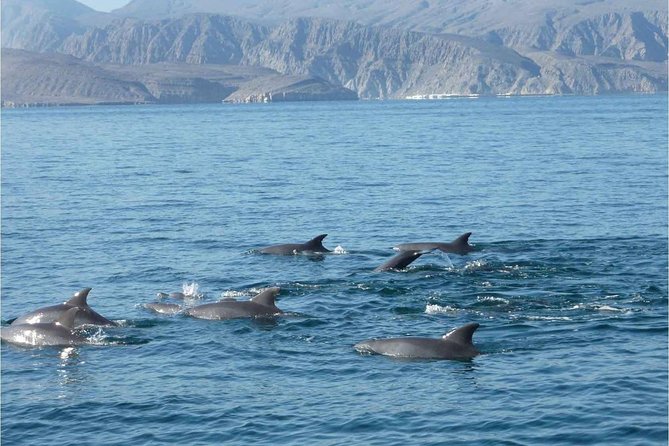 Half Day Dolphin Watching Musandam Dhow Cruise - The Guides and the Human Side of the Cruise