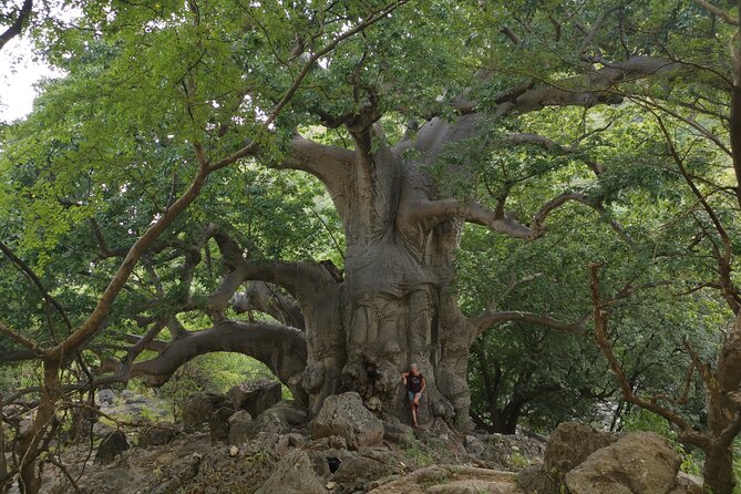Hike to Taiq Cave - Sinkhole and Baobab forest - Why this Dhofar day trip is worth your time