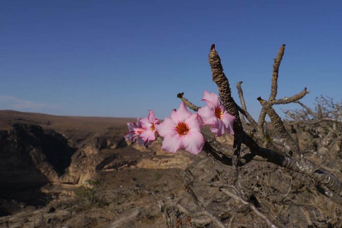 Hike to Taiq Cave - Sinkhole and Baobab forest - Fitness, comfort, and who should book
