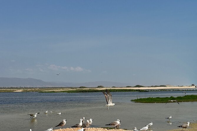 Historical Salalah City Tour - Al Hosn Souq and the smell of frankincense