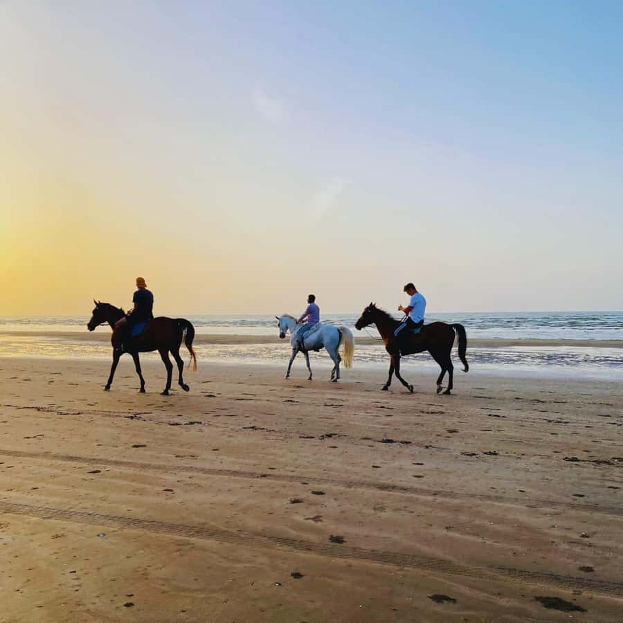 Horse riding in muscat beach - Arabian horses and beginner comfort