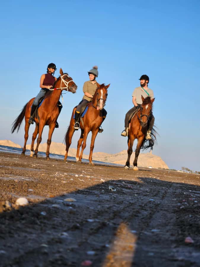 Horse Riding Oman - 2 hour ride - The short drive from Muscat to Al Sawadi Beach