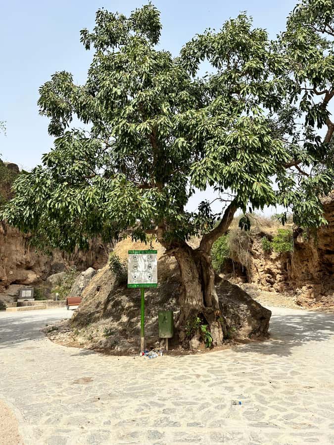 Khareef Salalah - Ain Athum , Wadi Derbat Half Day Tour - Why Khareef changes Salalah
