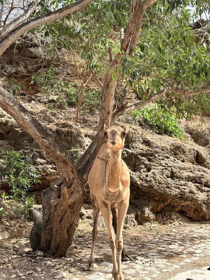 Khareef Salalah - Ain Athum , Wadi Derbat Half Day Tour - What $100 per person really buys