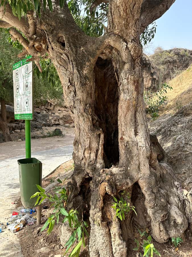 Khareef Salalah - Ain Athum , Wadi Derbat Half Day Tour - Who should book this Salalah outing?