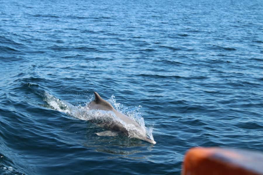 Khasab: Half-Day Dhow Cruise, Dolphin Watching, & Snorkeling - Five minutes of safety, then out onto the water
