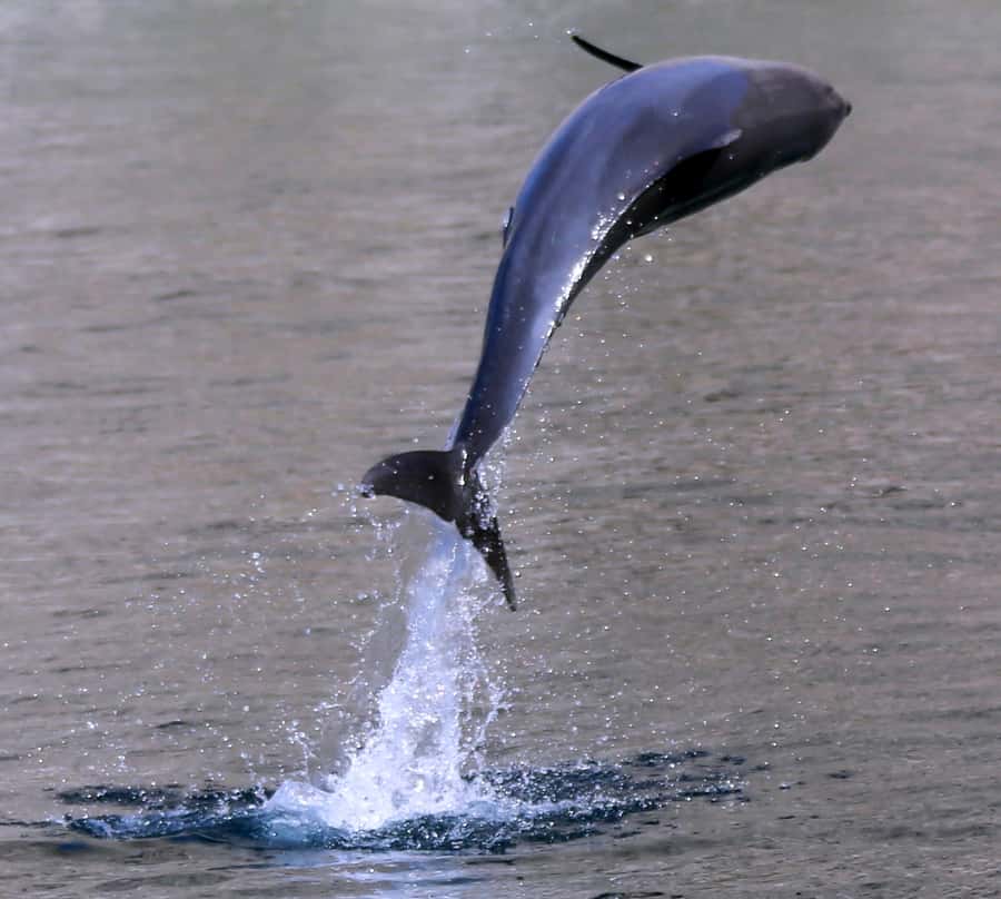 Khasab: Half-Day Dhow Cruise with Dolphin Watching - Three and a Half Hours Along the Fjords