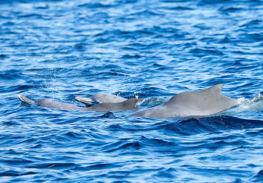 Khasab: Half-Day Dhow Cruise with Dolphin Watching - Should You Book the Khasab Dhow Cruise?