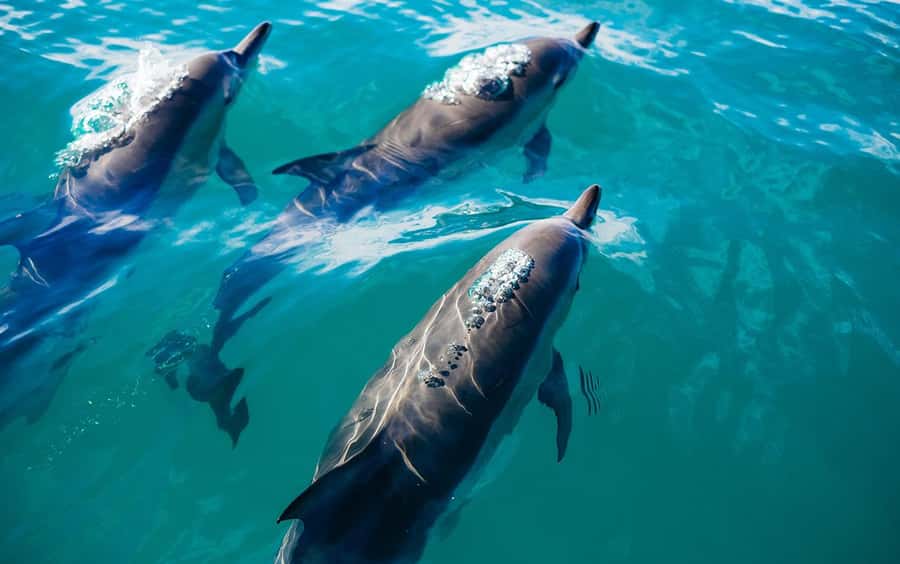 Khasab: Khor Sham Half-Day Cruise with Snorkeling & Dolphins - Why Khor Sham works so well for a half-day