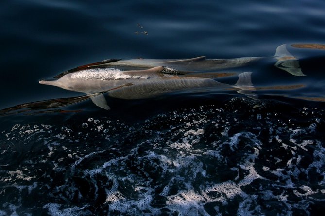 Khasab Musandam Full day dhow cruise - The chance to see dolphins
