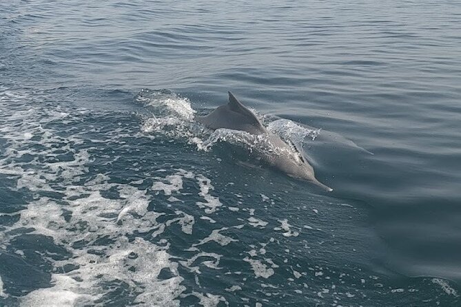 Khasab Musandam Full Day dhow cruise with lunch and Snorkeling - Telegraph Island and the second snorkeling stop