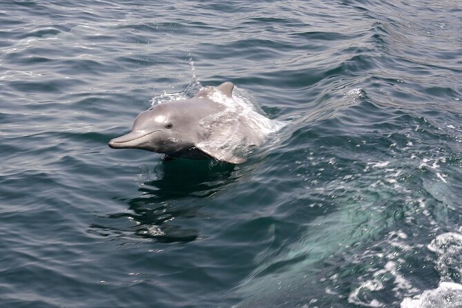 Khasab Musandam Half Day Dhow Cruise and Snorkeling Trip - Telegraph Island: The Water Stop