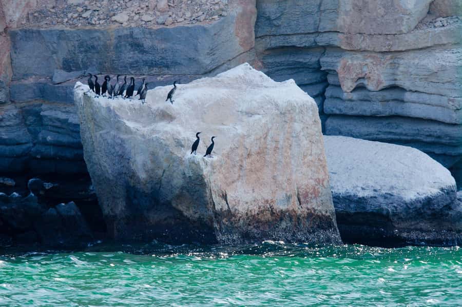 Khasab Musandam |Telegraph Island |Dhow Cruise | Dolphins - Spotting dolphins from the dhow