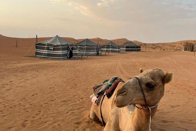 Luxury Overnight Desert Safari in Salalah - From Salalah to Wadi Dawkah’s frankincense trees