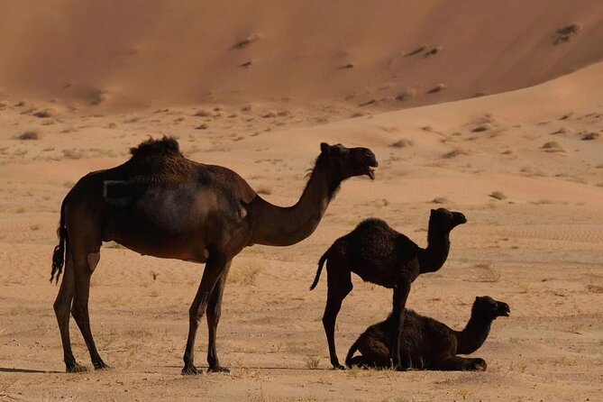 Luxury Overnight Desert Safari in Salalah - Three or four dune runs before sunset