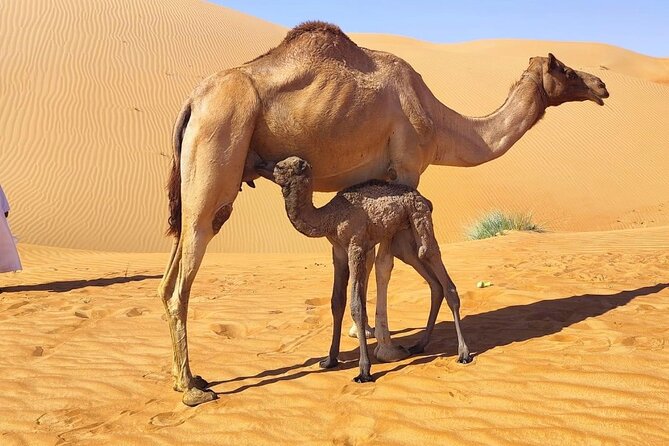 Luxury Overnight Desert Safari in Salalah - A Bedouin-style camp with more comfort than glamour