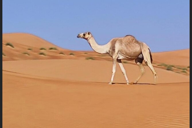 Luxury Overnight Desert Safari in Salalah - Dinner, camel meat, and the fire after dark
