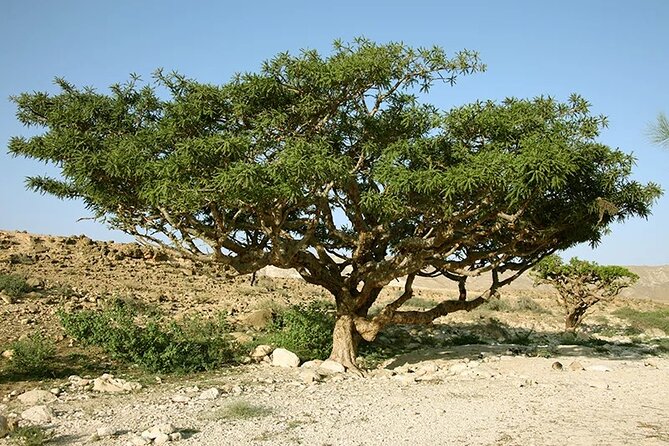 Luxury Overnight Desert Safari in Salalah - Guides make the long route worthwhile