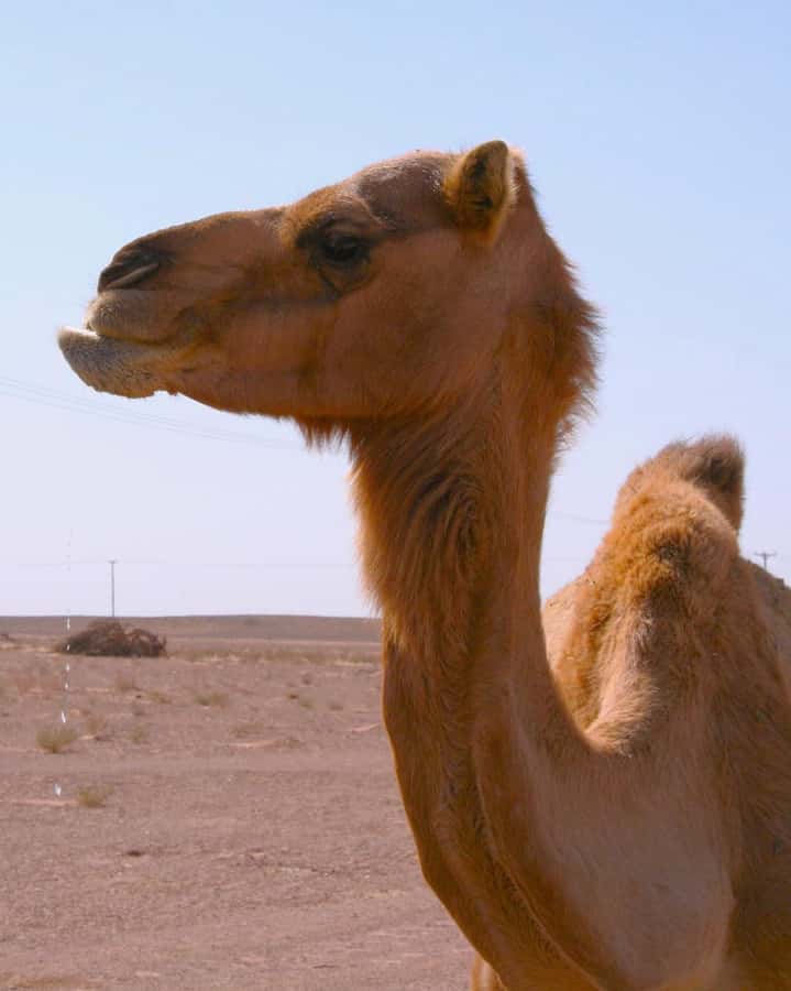 Luxury Overnight Desert Safari in Salalah - What $245 buys you in practical terms
