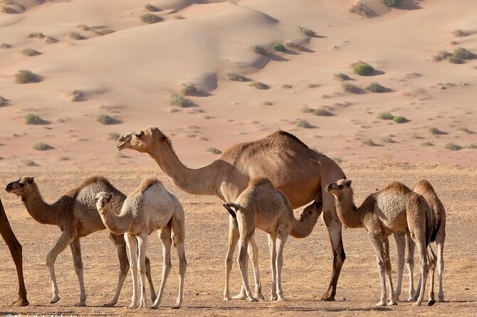 Luxury Sunset Desert Safari - Sunset, Arabic coffee, and the quiet finish