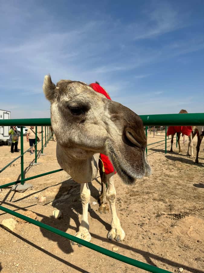 Luxury Sunset Desert Safari at Salalah Empty Quarter - Black camels and a working desert