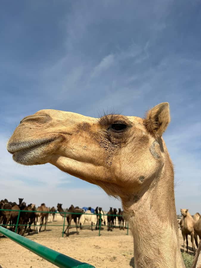 Luxury Sunset Desert Safari at Salalah Empty Quarter - Sunset tea on a high dune