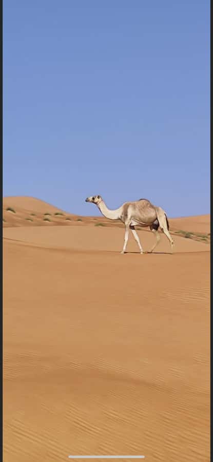 Magical Desert Safari By Land Cruise in Empty Quarter - Black camels in the Arabian Desert
