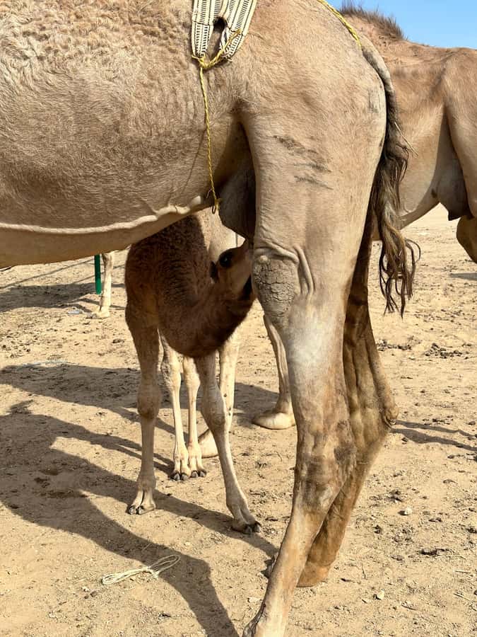 Magical Desert Safari By Land Cruise in Empty Quarter - Sand bashing across the Empty Quarter